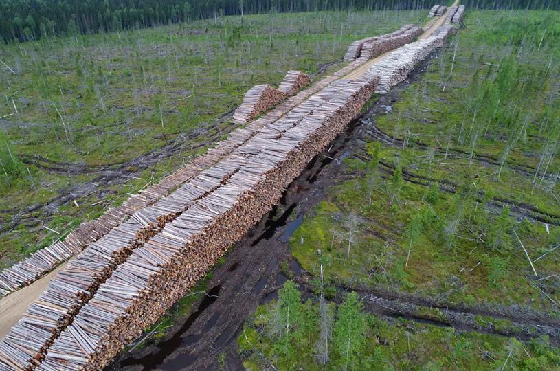 вырубка лесов в Архангельской области