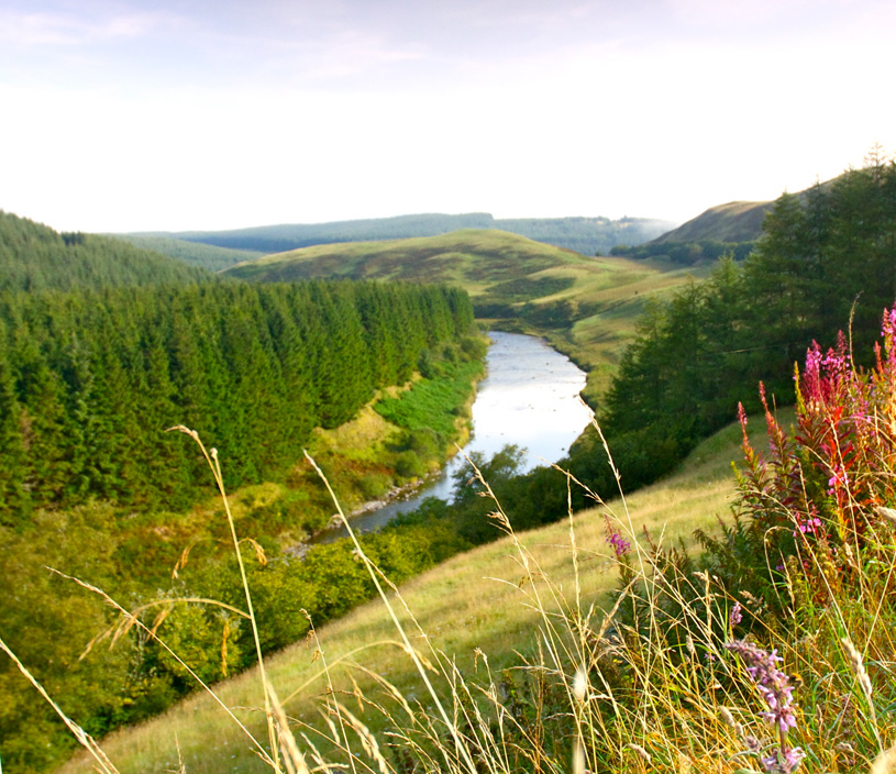 Лесные владения Kronospan в Шотландии (11000 га). 300 га вырубается ежегодно с последующим восстановлением и расширением видового разнообразия растений