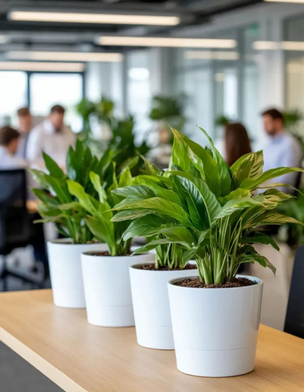 Растения в интерьере офиса: живая деталь, которая меняет пространство